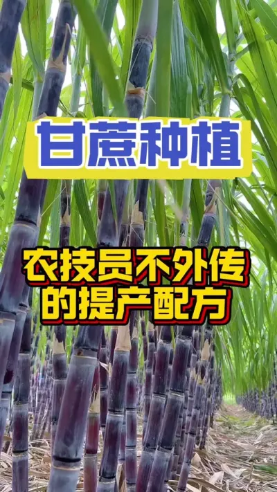 农技员不外传的甘蔗高产配方#甘蔗施肥方法 #种植小技巧 #甘蔗种植