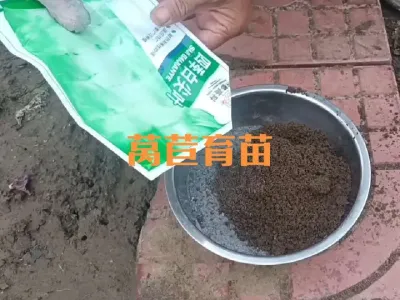 莴苣育苗及移栽注意事项#莴苣