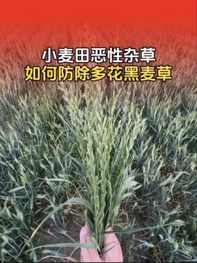 小麦田恶性杂草之多花黑麦草，如何安全高效防除？#分享农业知识帮农民增产增收 #小麦 #小麦除草剂 #小麦高产技术
