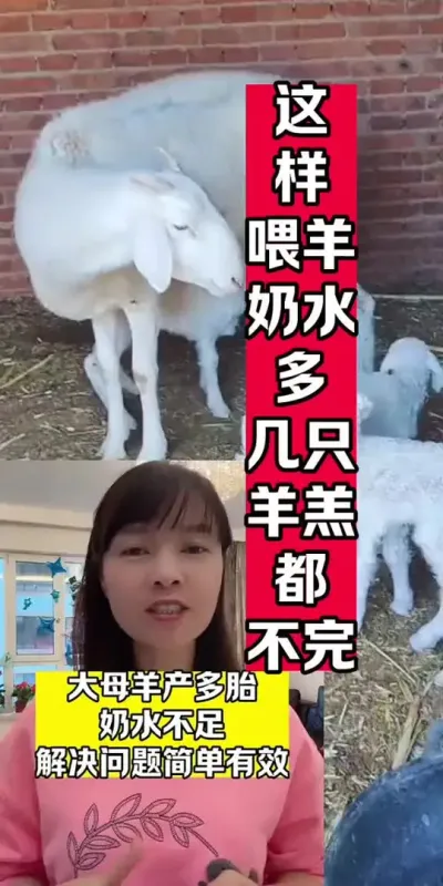 #自繁自养 #养殖场专用 #超便宜超划算