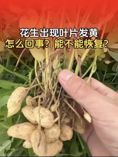 花生后期出现叶片发黄什么原因？能不能恢复？#花生种植 #花生种植管理技术 #花生高产 #花生高产种植 #分享农业知识帮农民增产增收