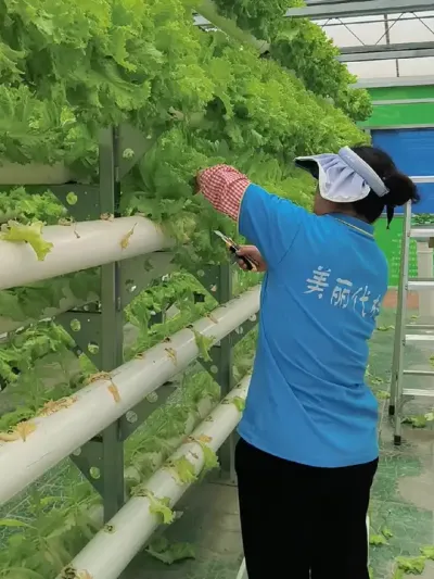 #三农 #抖音助农 #无土栽培