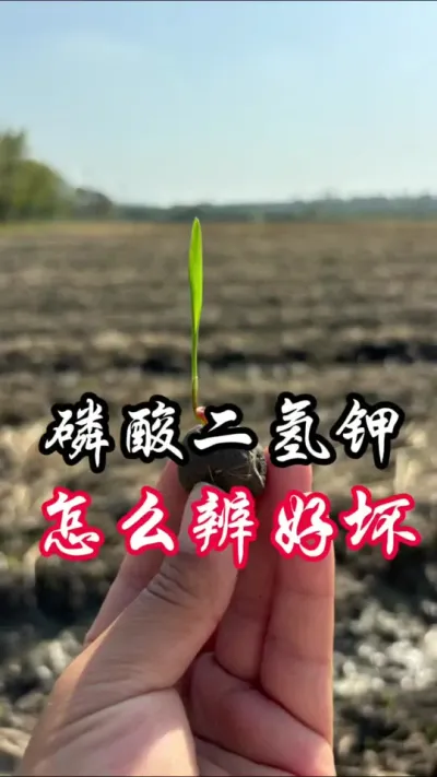 磷酸二氢钾，怎么辨别好坏，1月20日上新#分享农业知识帮农民增产增收 @中海精选