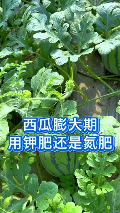 西瓜膨大期用钾肥还是氮肥？ #西瓜种植技术 #大棚西瓜种植技术 #种西瓜 #西瓜管理 #服务三农支持三农