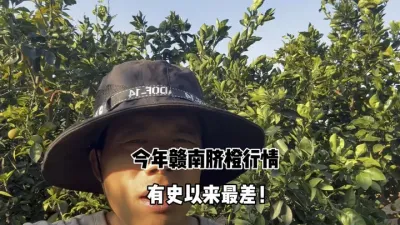 今年赣南脐橙的行情为什么有史以来最差？ #赣南脐橙 #柑橘行情 #三农 #农业 #助农 