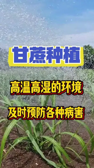 气温即将突破40度，高温高湿的环境是甘蔗病害爆的高峰期，也是甘蔗问题预防的关键时期，预防大于治疗，一旦问题出现后悔就来不及#三农服务 #甘蔗病害 #甘蔗施肥方法 #甘蔗