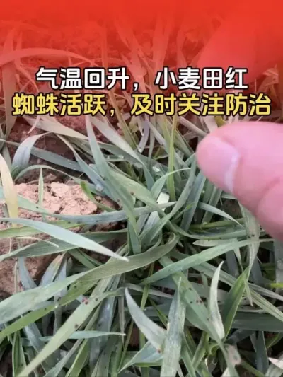 气温回升，小麦田红蜘蛛活跃，及时防治红蜘蛛危害，以免影响小麦正常生长。#小麦 #小麦种植 #小麦种植管理技术 #分享农业知识帮农民增产增收 #传播农业小知识