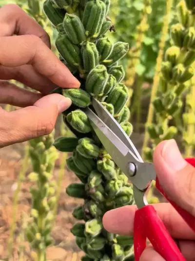 芝麻熟了该收了 #我的乡村生活 #三农 #丰收的季节 #田园生活 #抖音助农