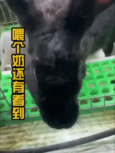 #自繁自养 #肉兔养殖 #养兔三分靠管理七分靠技术 #养兔技术 #干货分享