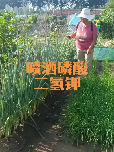 大葱喷洒磷酸二氢钾补钾