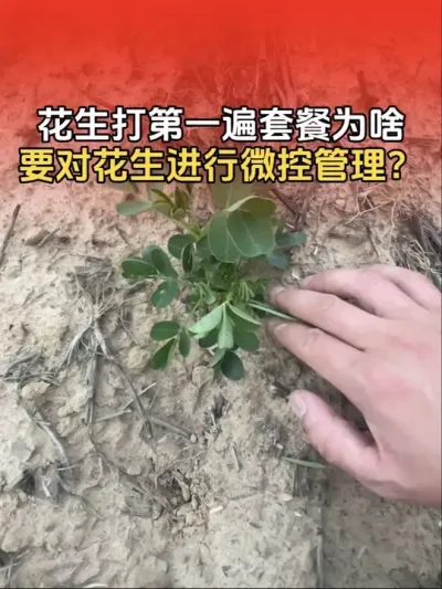 花生打第一遍套餐时，为啥要对花生进行微控管理？#花生增产 #花生种植管理技术 #花生高产 #分享农业知识帮农民增产增收 #农业植保知识分享