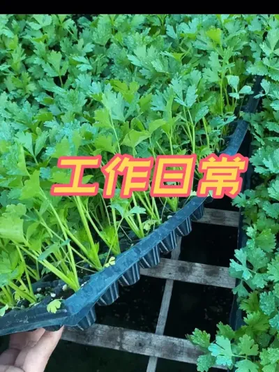 芹菜苗 日常发货芹菜苗，喜欢的朋友你也种植起来吧#三农 #芹菜 #芹菜种植 #优质种苗 #新农人创业