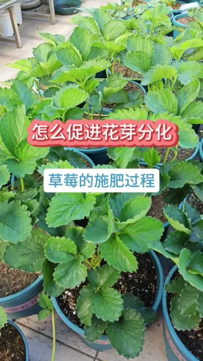 草莓怎么施肥浇水，怎么促进草莓的花芽分化，草莓的养护过程#草莓苗 #种草莓 #盆栽草莓 #草莓养护 #草莓施肥
