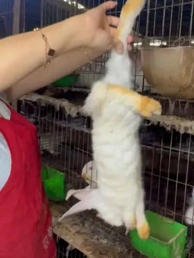 #农村创业养殖 #养兔人 #我的养殖生活 #养殖人加油 #养兔专业户