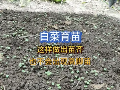 白菜育苗做好这些细节出苗齐，也可以防止出现高脚苗 #三农 #蔬菜种植 #种植小技巧 #种菜 #三农种植 