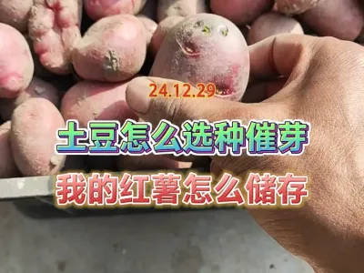 自己留种的土豆怎么选种和催芽，顺便看下我的红薯冬天存放的地方 #抖音助农 #三农 #乡村味道 #我的乡村生活 #土豆 