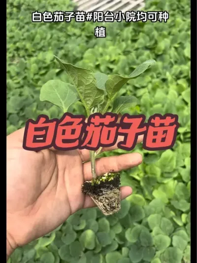 喜欢吃茄子的朋友一定要试一下这款白色茄子呦#一份耕耘一份收获 #农业种植 #阳台小院均可种植 #优质种苗 #记录我的种植生活