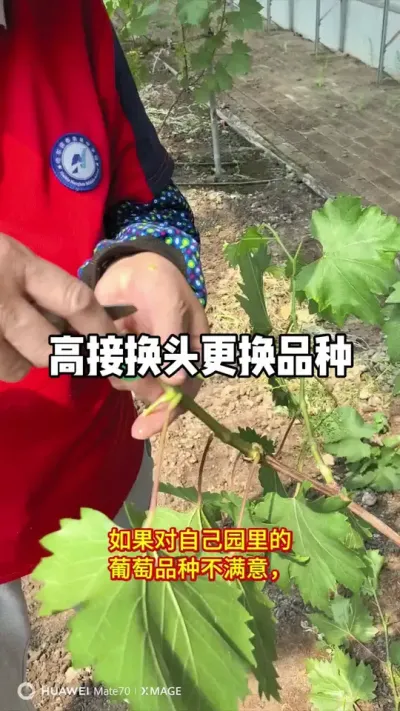 葡萄可以通过高接换头更换品种！