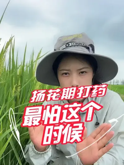 扬花期打药到底有没有伤害，应该怎么打药#分享农业知识帮农民增产增收 #老百姓关心的话题