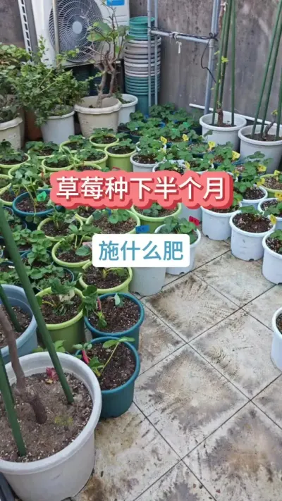 @香溢四季草莓 种草莓怎么养护，草莓的养护方法，草莓的养护过程，种草莓怎么施肥 #种草莓 #草莓苗 #草莓种植 #草莓养护 #草莓施肥