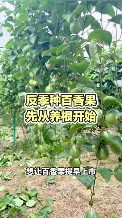 反季种百香果 先从养根开始#百香果种植 #黄金百香果种植技术 #百香果种植技术 #黄金百香果 #浩伟方