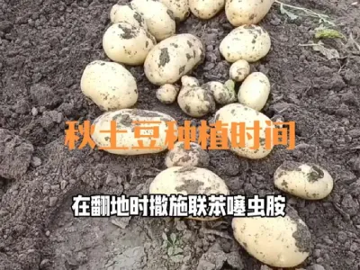 什么时候种植秋土豆#秋土豆
