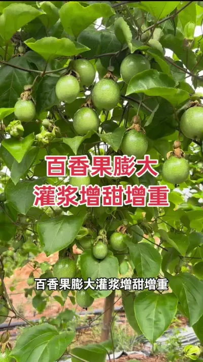 百香果膨大灌浆增甜增重方案#百香果种植 #百香果种植技术 #黄金百香果种植技术 #百香果 #浩伟方