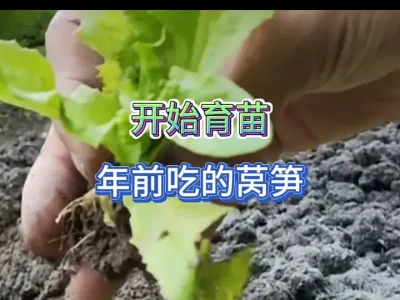 要想年前吃上香莴笋现在就要育苗，用什么办法能够保证出芽率高 #三农 #我的乡村生活 #家庭种植 #种植小技巧 #新农人计划 