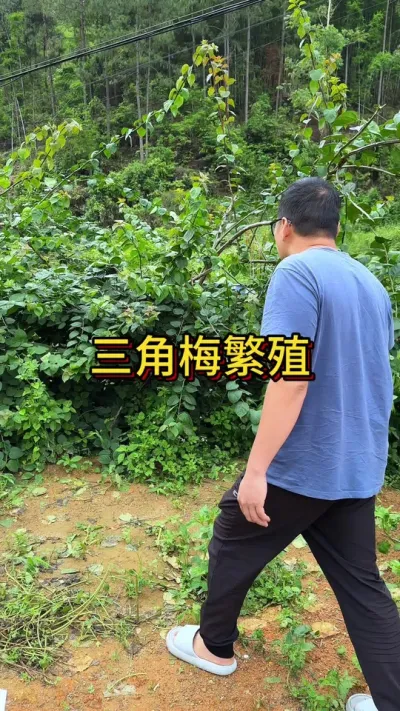 路边发现三角梅，就用它繁殖 #种植小技巧 #养花小知识