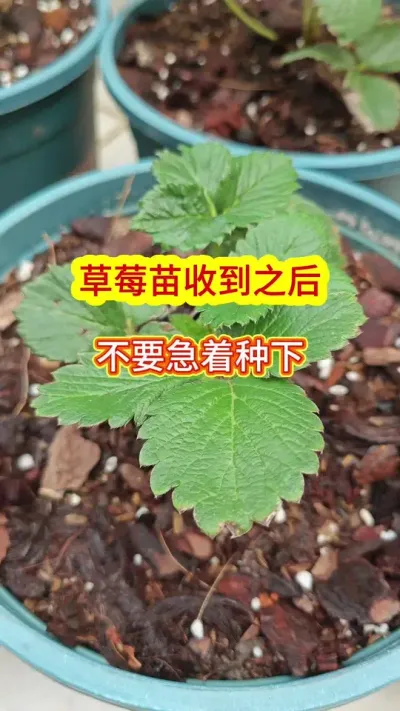 草莓苗的种植方法，草莓苗的种植过程，草莓的养护方法，新手怎么种草莓 #草莓苗 #家庭种植 #种草莓 #盆栽草莓 #草莓种植
