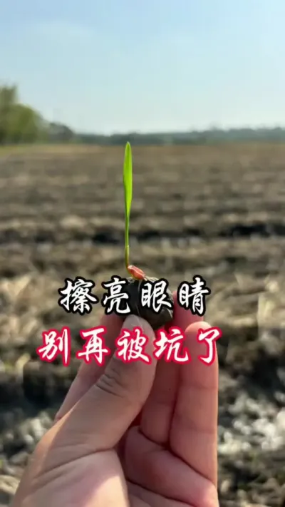 45天除草，别信了#分享农业知识帮农民增产增收