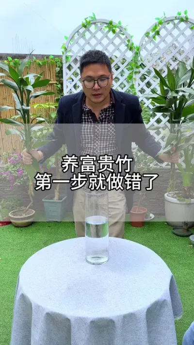刚买回来的富贵竹，自己步骤别做错了#花卉绿植 #养花 #种植小技巧