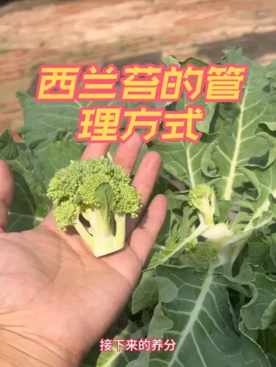 西兰苔管理 西兰苔的两种管理方式，这期视频教会你，现在这个时间段南方的朋友们，可以放心种植的西兰苔苗也给大家培育好了，想种植的朋友这个时间可以放心种植#西兰苔管理 #西兰苔采收 #西兰苔秧苗 #西兰苔