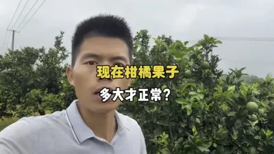 现在柑橘果子要多大才算是正常果径？ #农业种植 #三农 #柑橘种植 #果树管理 