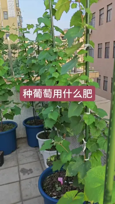 种葡萄用什么肥，葡萄的养护过程，葡萄的养护方法#葡萄种植 #种葡萄 #盆栽葡萄 #葡萄苗 #葡萄种植技术