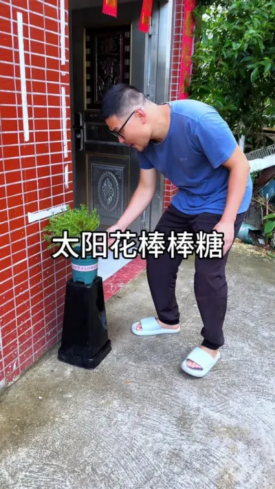 制作太阳花棒棒糖 #花卉绿植 #养花 #种植小技巧