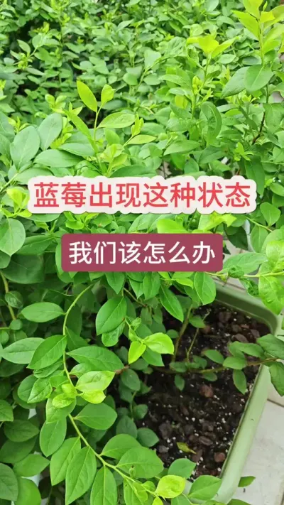 蓝莓僵苗了怎么办，蓝莓不长了怎么办，蓝莓有蓟马打什么药 #蓝莓种植 #蓝莓苗 #盆栽蓝莓 #蓝莓种植技术 #蓝莓施肥