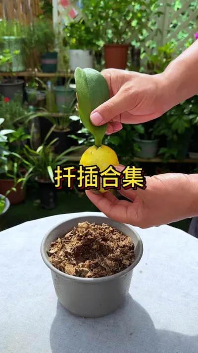 扦插合集#花卉绿植 #种植小技巧 #养花