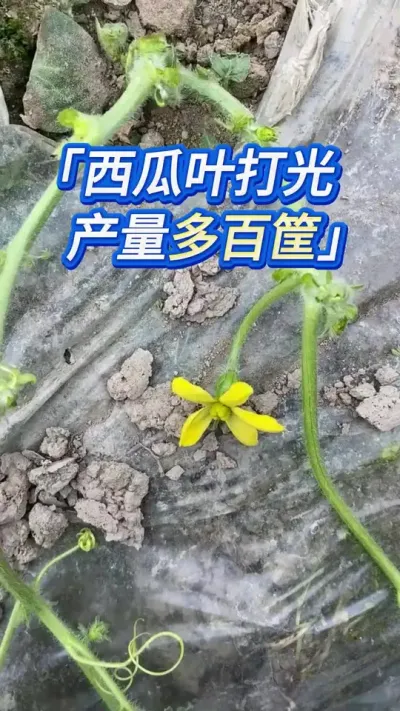 西瓜种植把叶子打光，实现10亩年入20多万？ #西瓜种植 #西瓜种植技术 #种西瓜 #大棚西瓜种植技术 #西瓜管理