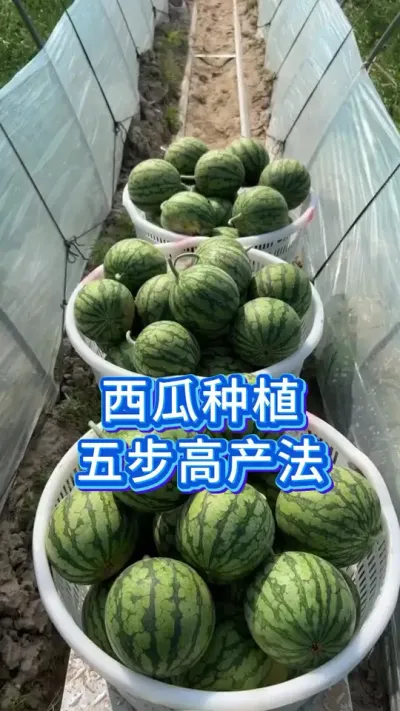 西瓜种植5步高产法 #种西瓜 #大棚西瓜种植技术 #服务三农支持三农 #助力三农 #西瓜管理