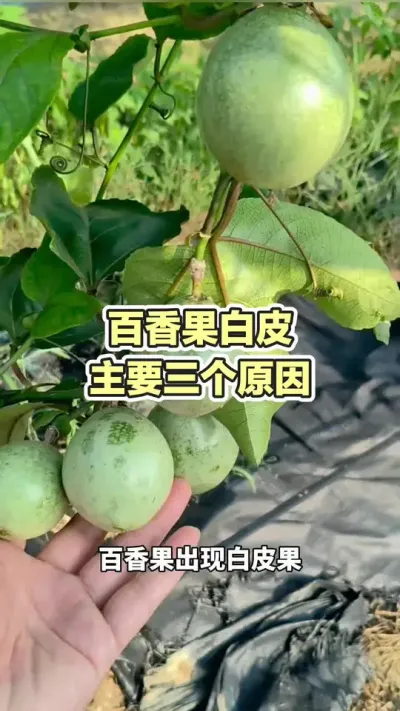 百香果白皮的原因#百香果病害 #黄金百香果种植技术 #百香果种植 #百香果种植技术 #浩伟方