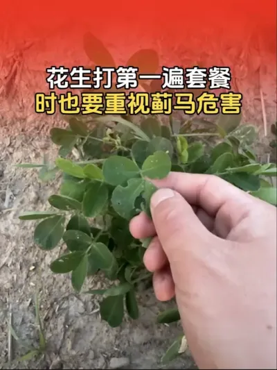花生打第一遍套餐时，也要重视蓟马虫害的危害。#花生种植 #花生种植管理技术 #花生高产 #花生高产小妙招 #分享农业知识帮农民增产增收