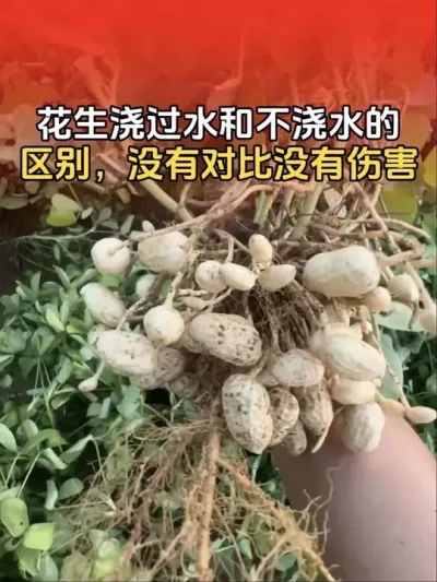 花生浇过水和没浇水的区别，没有对比就没有伤害，自己品吧！#花生高产 #花生高产种植 #花生种植 #花生种植管理技术 #分享农业知识帮农民增产增收