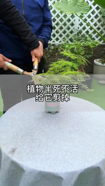 文竹黄叶子就给他剪掉#花卉绿植 #养花 #种植小技巧