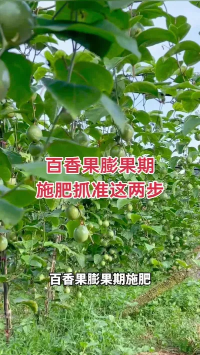 百香果膨果期施肥#百香果种植 #百香果种植技术 #黄金百香果种植技术 #黄金百香果 #浩伟方