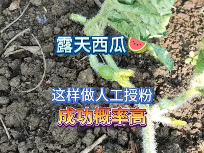 给露天西瓜做人工授粉总是失败，其实你就离成功就差那么一步而已 #三农 #新农人计划2025 #农业种植 #西瓜种植 #种植小技巧 