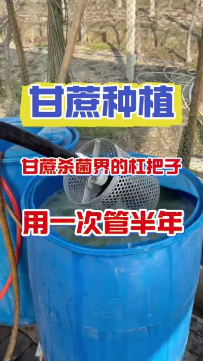 他被称为甘蔗病害的克星，一年打药七八次，不如用它一次#甘蔗施肥方法 #甘蔗病害 #甘蔗