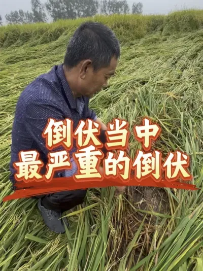 倒伏中的战斗倒伏，一旦遇到，损失惨重#分享农业知识帮农民增产增收 #老百姓关心的话题