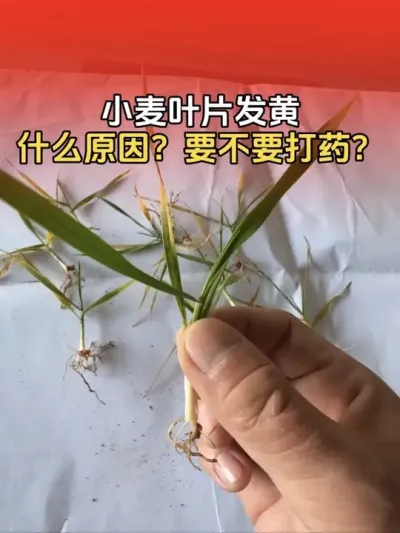 小麦叶片发黄怎么回事？要不要打药管理？#小麦管理技术 #创作者中心 #创作灵感 #小麦种植 #分享农业知识帮农民增产增收