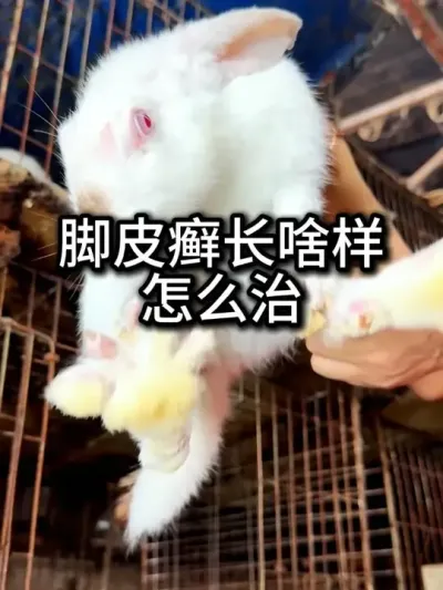 兔子得了真菌，脚皮癣怎么办？#农村创业养殖 #肉兔养殖 #自繁自养 #兔子真菌
